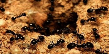 Karınca İlaçlama